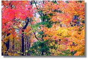 fallleaves_shad.jpg